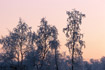 frosted trees