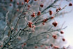 frosted berries