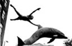 boy & dolphin